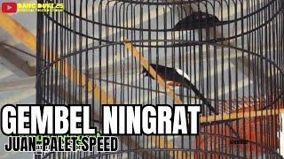 Gembel Ningrat : Palet Speed