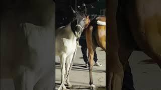 What is going on with this horse 488