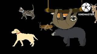 african animals collecion kids picture show