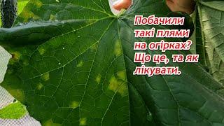 Пероноспороз на огірках- хвороба за два дні охопила наші рослини !