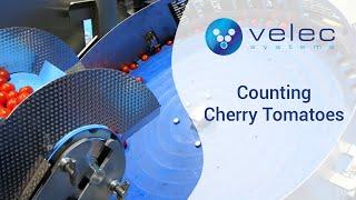 Counting Cherry Tomatoes | Velec Systems