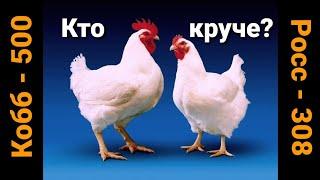 ВЫХОД МЯСА. КОГО ВЫГОДНО ВЫРАЩИВАТЬ. РОСС или КОББ