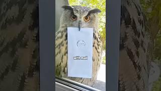 Magic Mail Crisis: Found This Wizard's Owl!​​  #animals #rescue #owl #shorts #lovestory