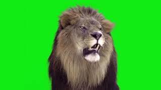 Lion roaring green screen - free to use!