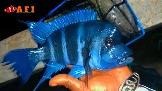 Imported Blue Zaire Frontosa Fish Buy Online #africancichlids #americancichlid #cichlidsfish