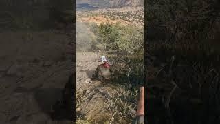 Turkeys are a SPECIAL kind of stupid | theHunter: Call of the Wild