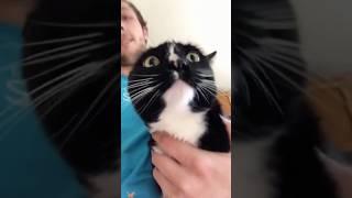 The cat made a strange noise #CatTok #CatFails2025 #SpringCats #CatVsHuman #NYCCatspotlight  #usa