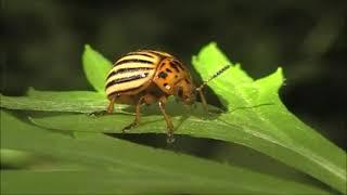 #Футаж. Колорадский жук/ #Footage. Colorado potato beetle/Leptinotarsa decemlineata