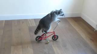 Melanie Raccoon riding bike-side angle