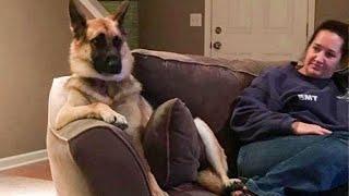 This is why German Shepherds are the FUNNIEST DOGS 