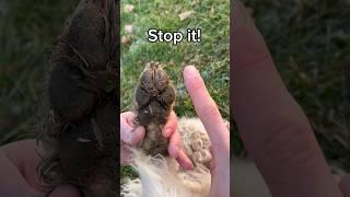 Stop cleaning your dog's paws like this