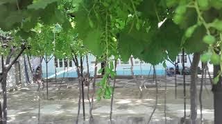 Uzumchilik navi #Mersedes benz