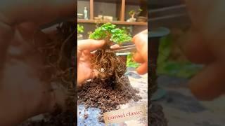 How to make bonsai | bonsai making coaching classes#bonsai #minibonsai #art