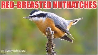 Red-breasted Nuthatches- Male and Female