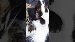 Kira The Cat and her family