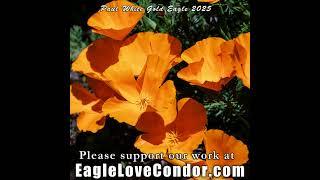 Paul White Gold Eagle  Cosmic Earth Angels of our New Way of Creation 