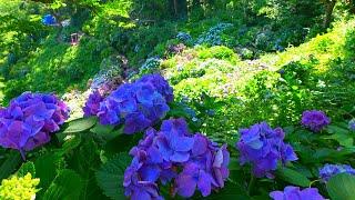 Spectacular view! Shimoda Park, home to Japan's largest hydrangea colony!