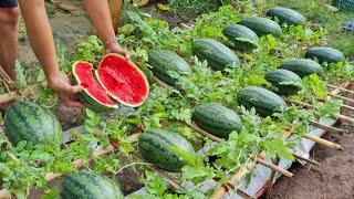 Grow watermelon in this way, the fruit will be big and sweet, grow watermelon in a bag of soil