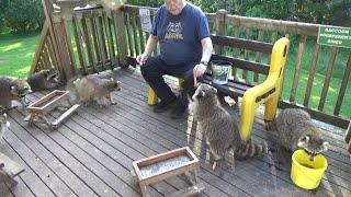 Saturday Evening Big Raccoons at the Diner
