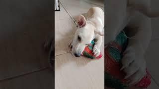 #cutepuppy #doglover #playing #short