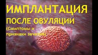 Имплантация эмбриона.Когда она происходит после овуляции Первые признаки и симптомы беременности!