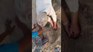 Huatulco Turtle Release 2020 - A Nest of Turtles