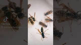 ПОЧЕМУ ОСЫ ЖАЛЯТ ЖАЛОМ? ЖАЛО ОСЫ ВЕСПИДЫ, WASPS, Vespidae, Polistes, Paravespula, Vespa, Hornets