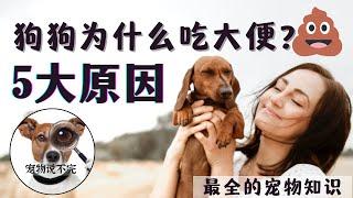 宠物小知识2022 | 狗狗为什么吃大便？狗狗吃大便怎麼辦？ 狗狗吃大便的5大原因 ！#宠物小知识 #宠物知识 #狗狗 | 【宠物说不完】