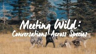 Meeting Wild - Conversations Across Species | TheAnimalPortal