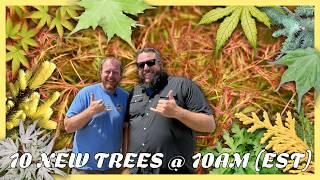 10 New Totally Awesome Trees on MrMaple.com Fo May 27 of 2025! Japanese Maples & Rare Conifers!