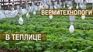 Биогумус и вермитехнологии в тепличном бизнесе