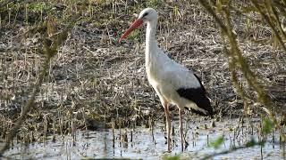 Weißstorch / White Stork / Ciconia ciconia