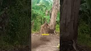 Watch how a banana trap catches a wild monkey! The greedy monkey #MonkeyTrap #Wildlife #BananaBait