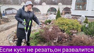 Не боимся - режем курильский чай (лапчатку)