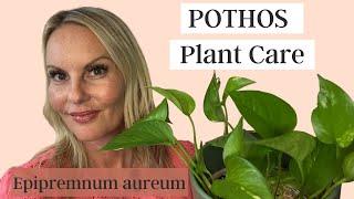 Pothos Plant Care | Epipremnum aureum | MOODY BLOOMS