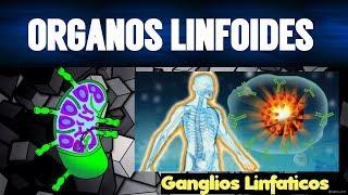 LOS ÓRGANOS LINFOIDES | FUNCIONES | TEMAS DE INMUNOLOGÍA