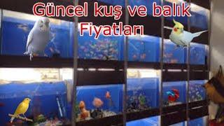 Şen Doğa Petshop Güncel Akvaryum balık fiyatları,Muhabbet kuşu fiyatları ve papağan fiyatları