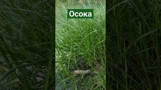 осока