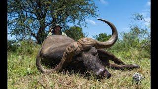 Monster Buffalo Hunting with Gotsoma Safaris www.gotsoma.co.za MASSIVE BUFFALO HUNTING