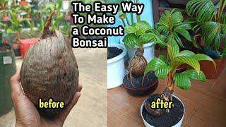 THE EASY WAY TO MAKE A COCONUT BONSAI