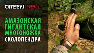 Амазонская гигантская многоножка в Green Hell