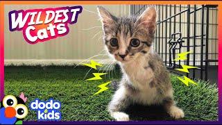 This Year's Wildest, Goofiest Cats | Animal Videos | Dodo Kids