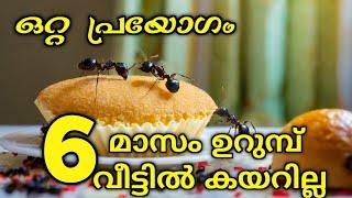 ഒറ്റ തവണ അടിച്ചു കൊടുത്താൽ 6 മാസം ഉറുമ്പ് വളപ്പിൽ പോലും കാണില്ല | Ant pesticides |