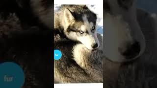 Huskies @o3mytv #o3mytv #dog #husky #learning #reading