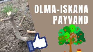 ИСКАНА ПАЙВАНД ҚИЛИБ ОЛМА НАВИНИ ЎЗГАРТИРИШ #olma #kurtak #iskana #payvand