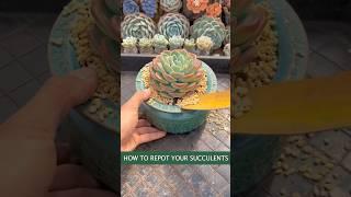 Beginner's succulent care: How to repot succulent plants