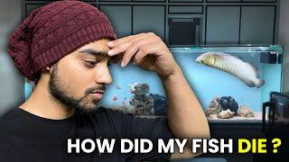 What Happened to My Fishes | How did my Fish Die ?