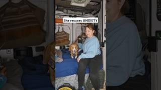 My Traveling Companion  #NurseTLC #therapydog #anxiety
