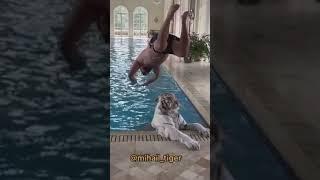  SWIMMING WITH THE TIGER