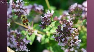 Donna L. Munro's Bees